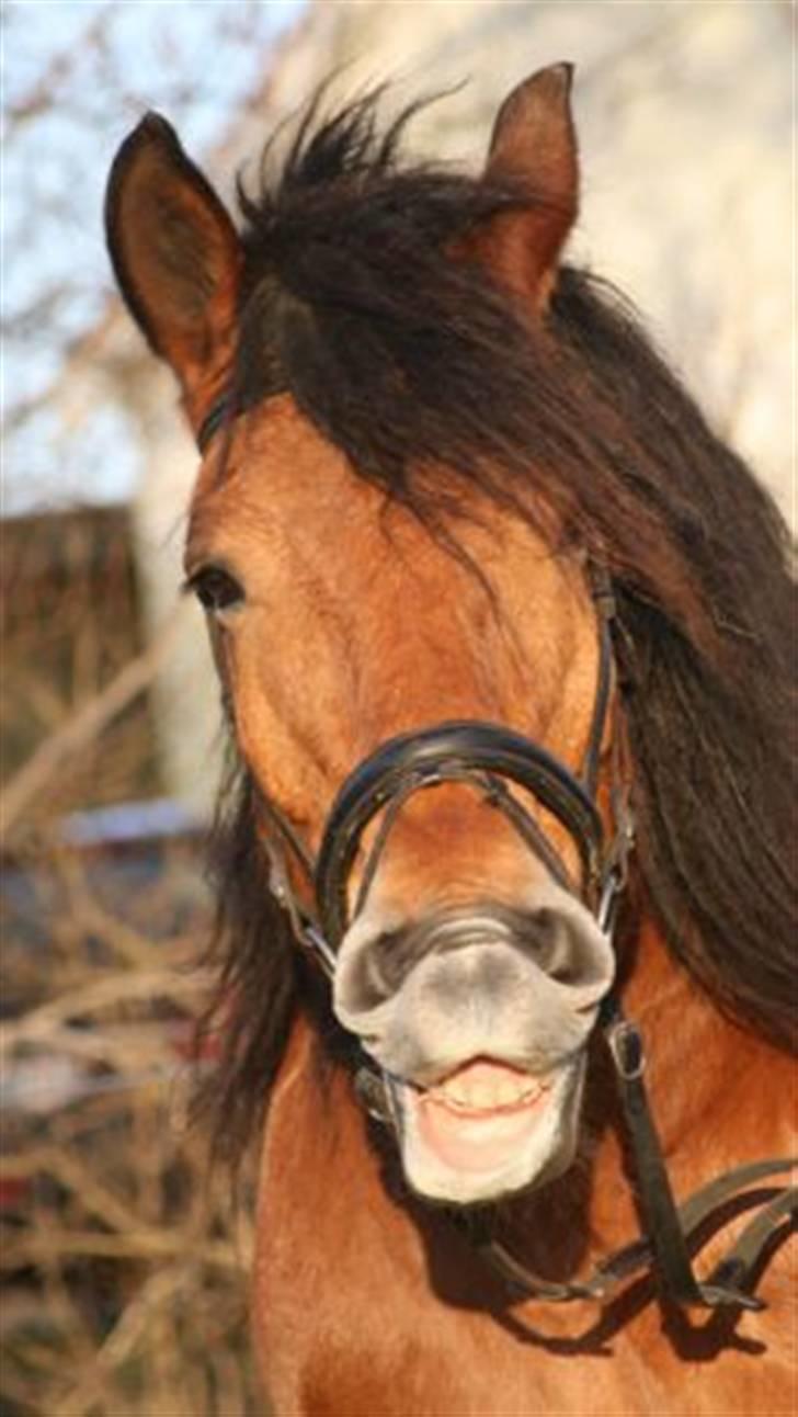 Belgier Samson billede 11