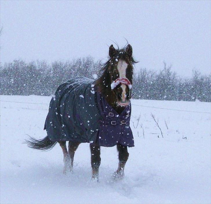 New Forest Luna - Sneee! :D 2010. billede 6