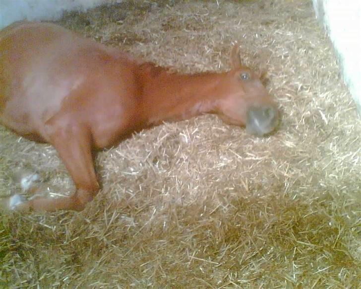 Anden særlig race Sørupgaards Sputnik solgt - zzzzZZzzZzz, godnat og sov godt ;) billede 12