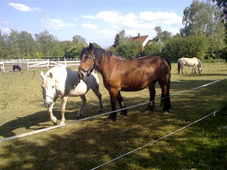 Belgier Bell,,  - Bell billede 2