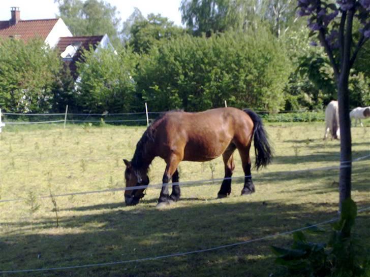 Belgier Bell,,  - Bell billede 3