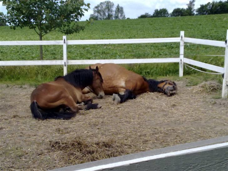 Belgier Bell,,  billede 4