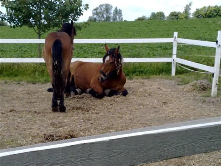 Belgier Bell,,  billede 5