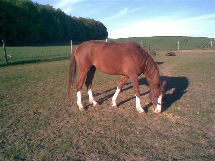 Sportsaraber (A) bougart <3 ( solgt) :( billede 4