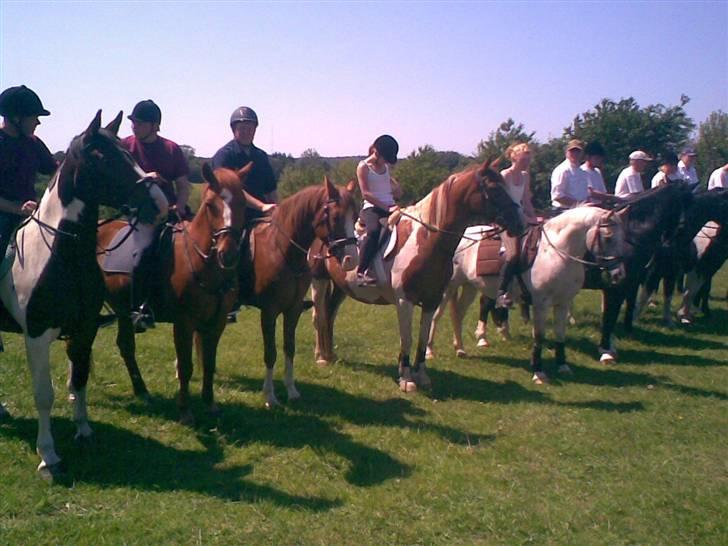 Sportsaraber (A) bougart <3 ( solgt) :( - ringridning egtved billede 6