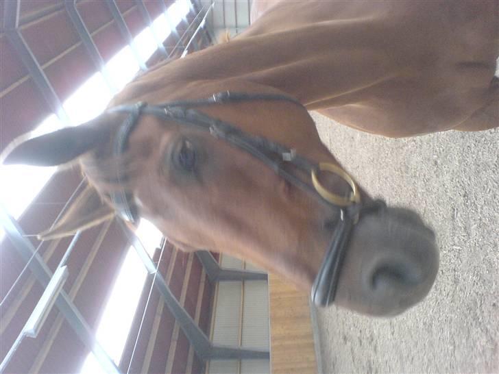 Dansk Varmblod Geronimo billede 8