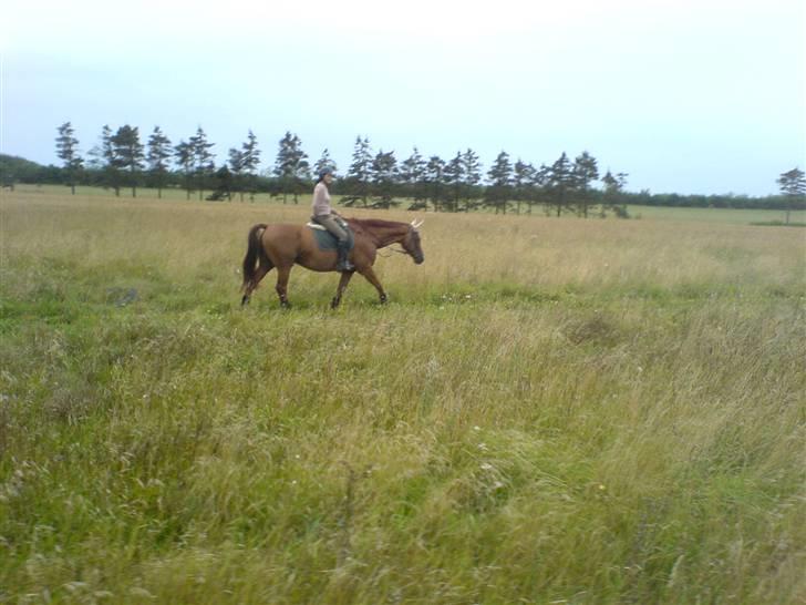 Dansk Varmblod Geronimo - på vej hjem fra skovtur... billede 9