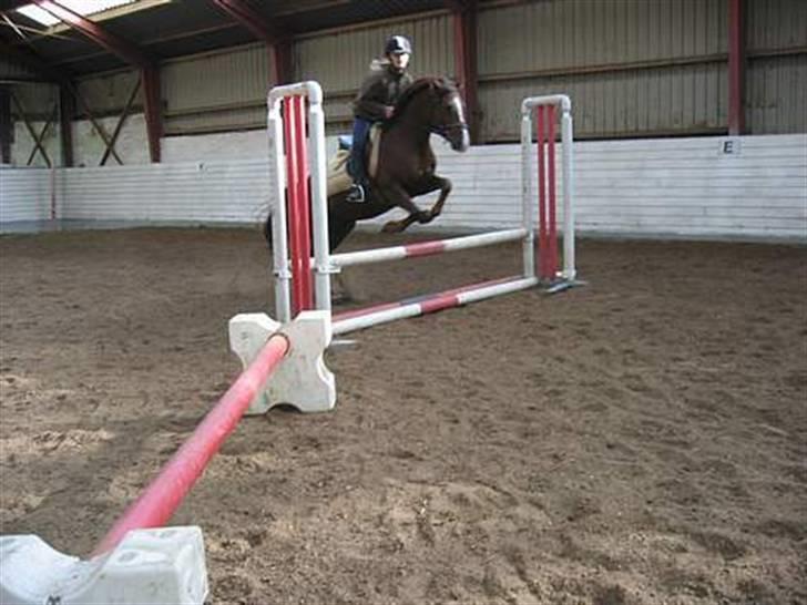 New Forest Boytano  - Mig og min dejlige basse´mand, elsker dig !! vi springer ca. 65cm hehe "(Gammelt billede) billede 13