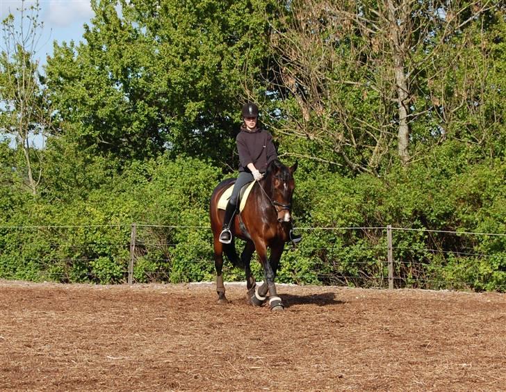 Oldenborg Gunnihus Nino - Maj 2009 billede 7