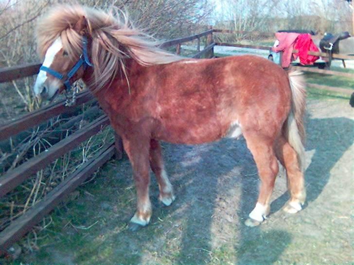 Anden særlig race Stebbi - Charme, selvtillid og lækkert hår ? - Ja, det er min dreng <3 billede 20