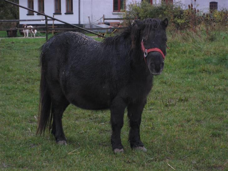 Shetlænder Tulle billede 8