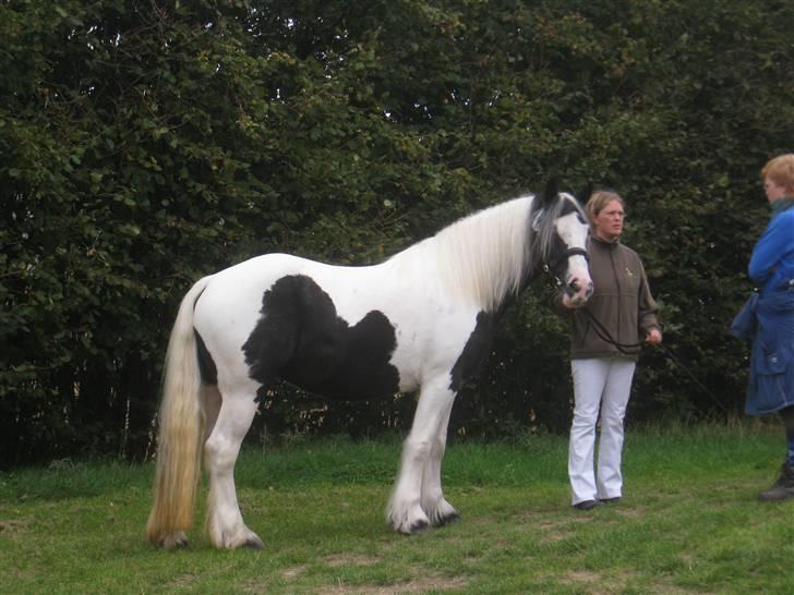 Irish Cob Beauty billede 12