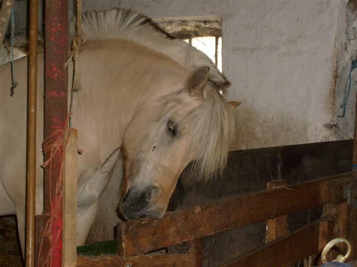 Fjordhest Polly R.I.P 2. Feb 2018 - er jeg ikk bar smuk Når min næse kløer:D billede 2