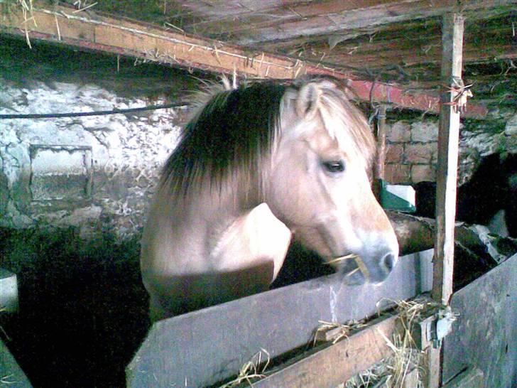 Fjordhest Polly R.I.P 2. Feb 2018 - mig i min gamle boks. billede 3