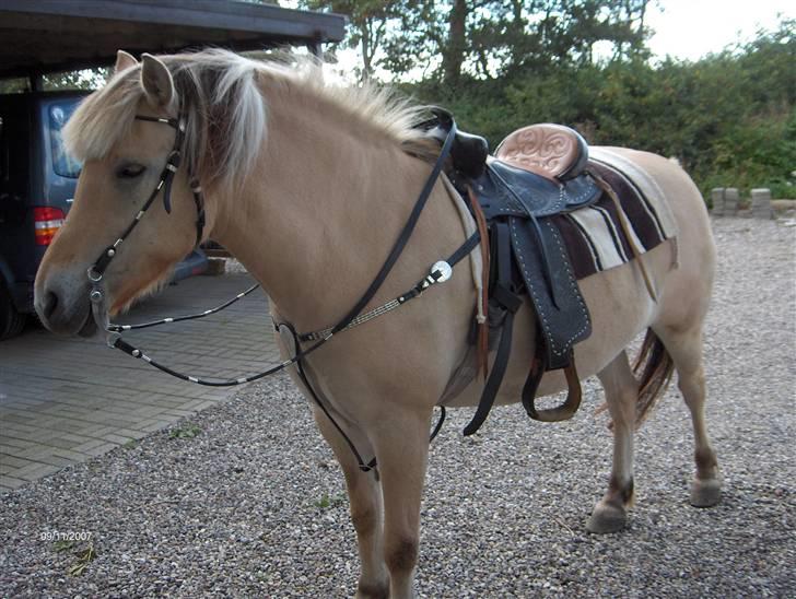 Fjordhest Polly R.I.P 2. Feb 2018 - tada mig som western hest.. tihi...  billede 4
