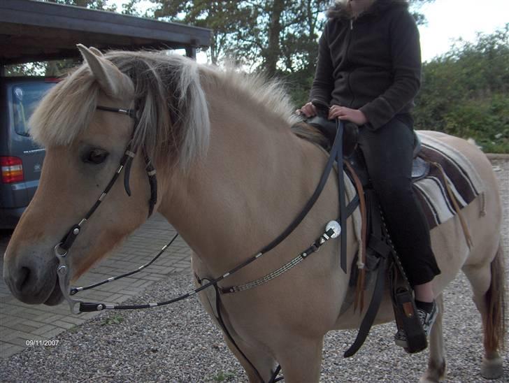 Fjordhest Polly R.I.P 2. Feb 2018 - jaa det er noget jeg gider :D hygge hygge:D billede 5