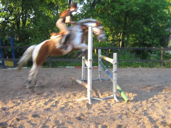 Pinto Græsmarkens Jazz - Springer en lille oxer på 115.cm :) love you basse<3  billede 2