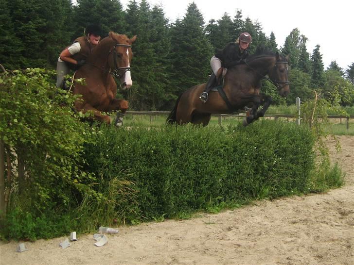Hollandsk Varmblod Max R.I.P - Parspring med Sofie på hækken, Nico og Max er de bedste! billede 14