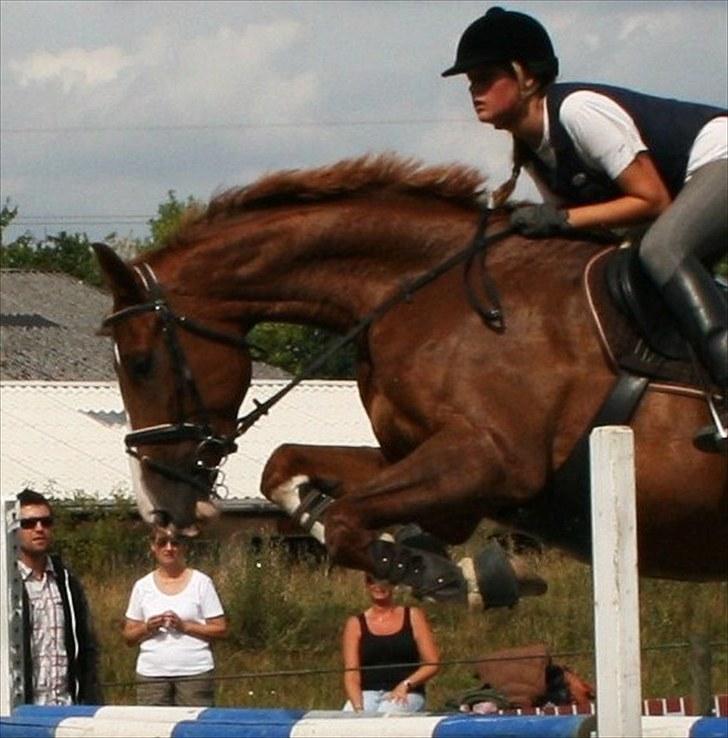 Hollandsk Varmblod Max R.I.P - Den smukke dreng. billede 1