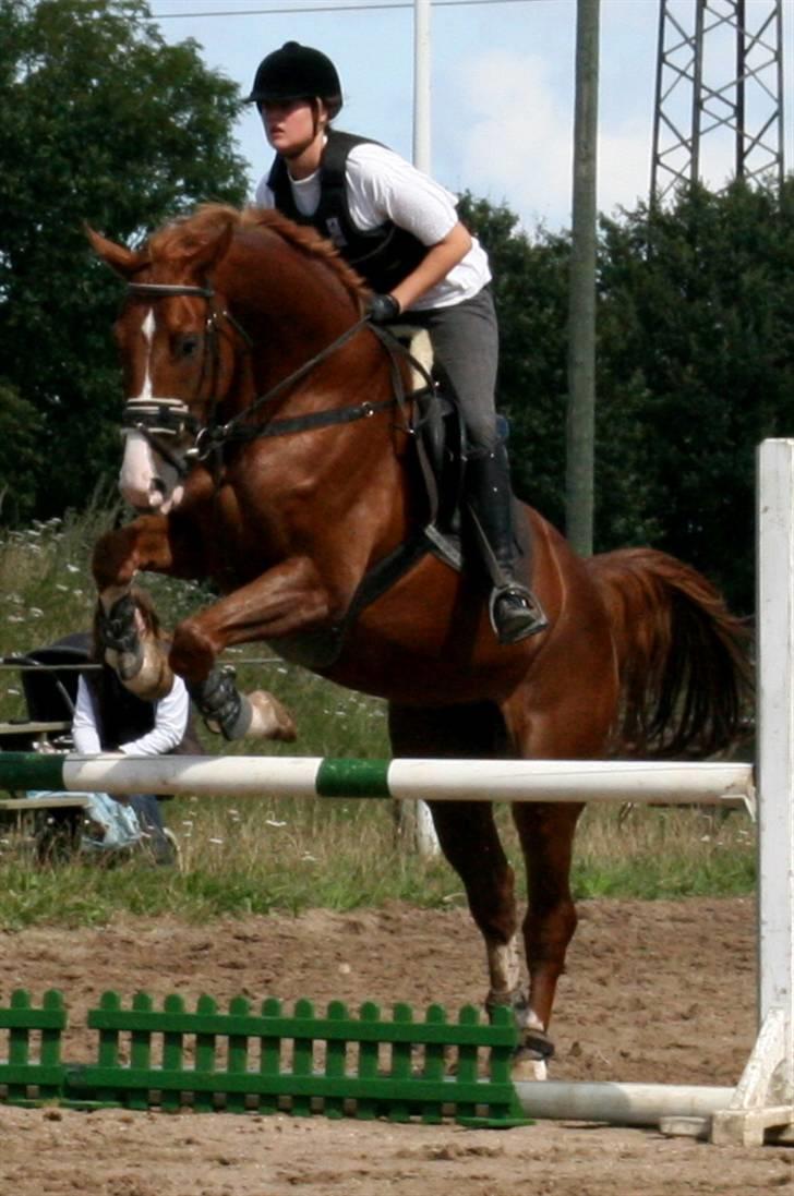 Hollandsk Varmblod Max R.I.P - Drømmehesten. billede 15