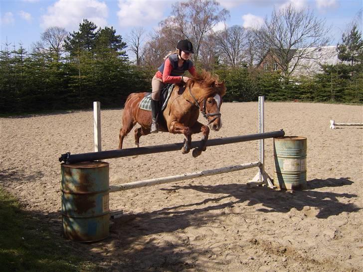 New Forest Kastanjegårdens Fersken - Vi flyver.. Tidlig sommer 2007 billede 1
