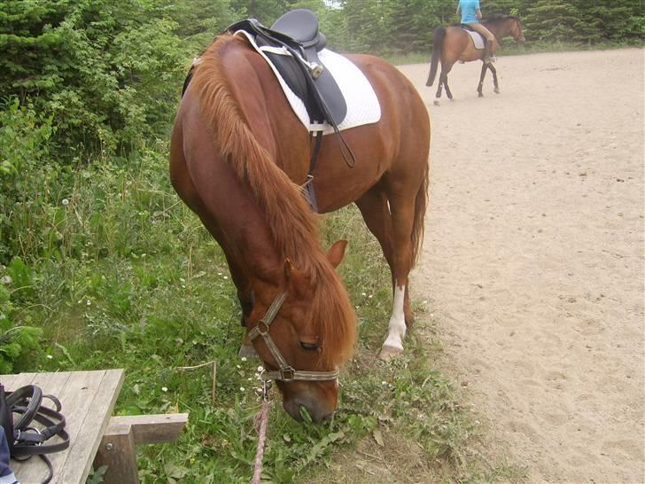 New Forest Kastanjegårdens Fersken - Hun venter pænt mens jeg tager billeder. Men der er græs, så det går(; billede 2