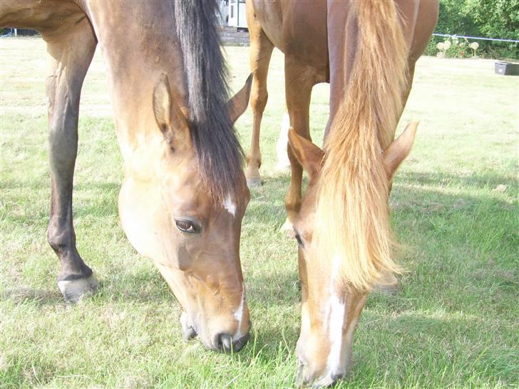 New Forest Kastanjegårdens Fersken - Fersken og hendes bedste ven, Garcon. billede 3