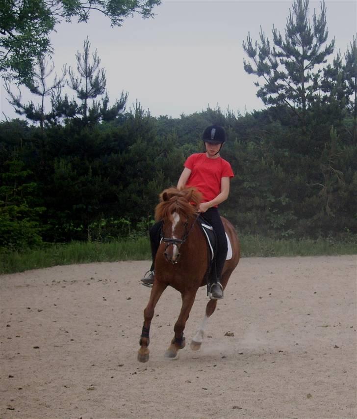 New Forest Kastanjegårdens Fersken - Dressur på banen sommer 06 billede 4