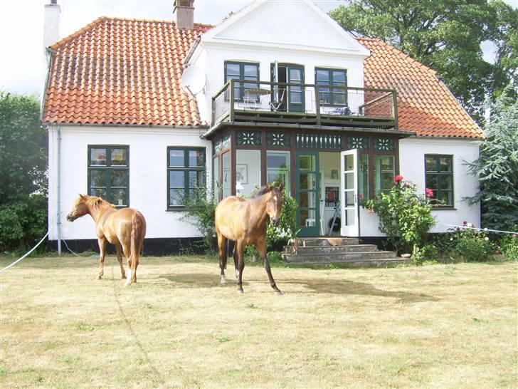 New Forest Kastanjegårdens Fersken - Hjemme foran huset.. Sommer 06 billede 5