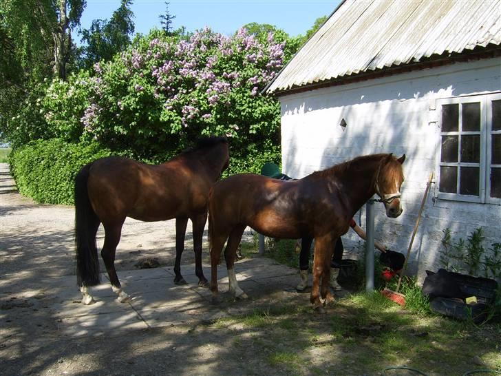 New Forest Kastanjegårdens Fersken - efter dressur på banen. Har lige skyllet hende.. billede 6