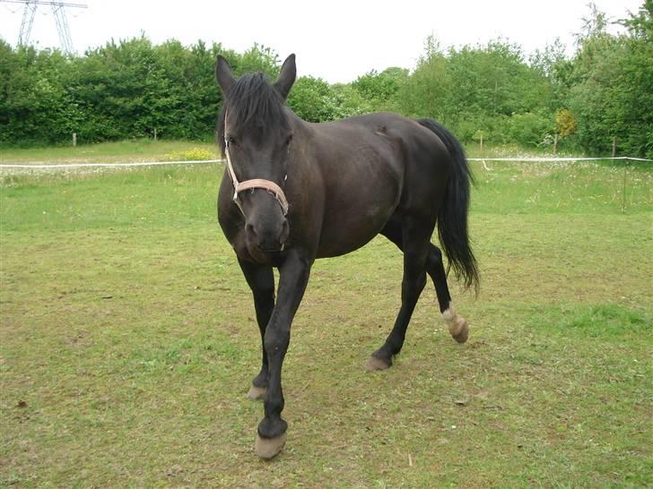 Oldenborg Beautie *Solgt* - Beautie på marken billede 2