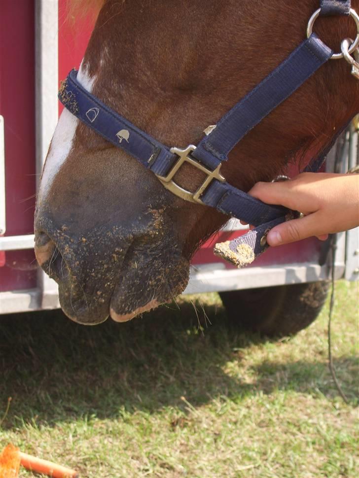 New Forest Kastanjegårdens Fersken - nå ja.- ellers spiser hun da pænt nok:D billede 7