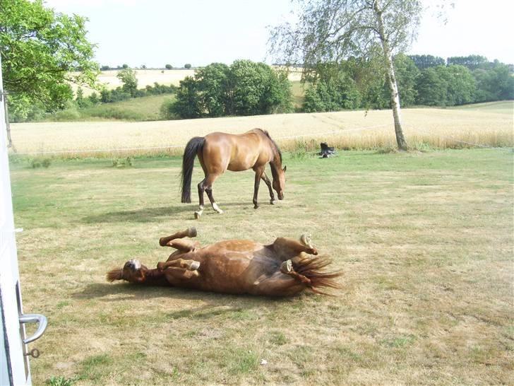 New Forest Kastanjegårdens Fersken - Fersken med stængerne lige i vejret billede 8