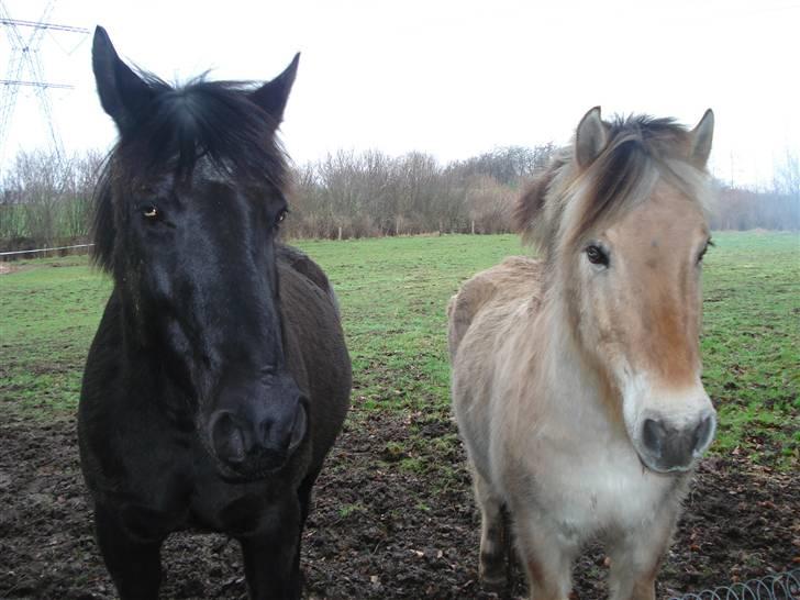 Oldenborg Beautie *Solgt* - Beautie og min gamle hest Rasmus billede 4