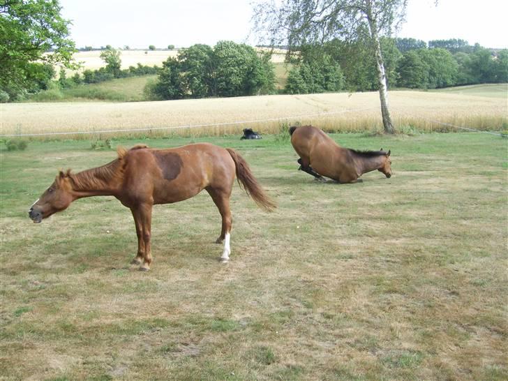 New Forest Kastanjegårdens Fersken - Hun kan se ufattelig intelligent ud.. billede 9