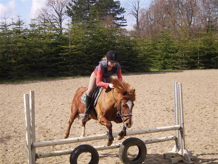 New Forest Kastanjegårdens Fersken - Spring. Tidlig sommer 2007 billede 10