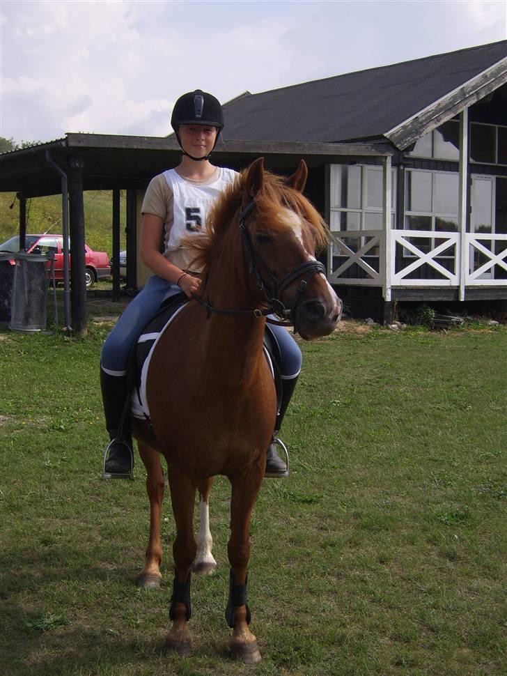 New Forest Kastanjegårdens Fersken - Til distance 2006- rigtig godt billede synes jeg. billede 11