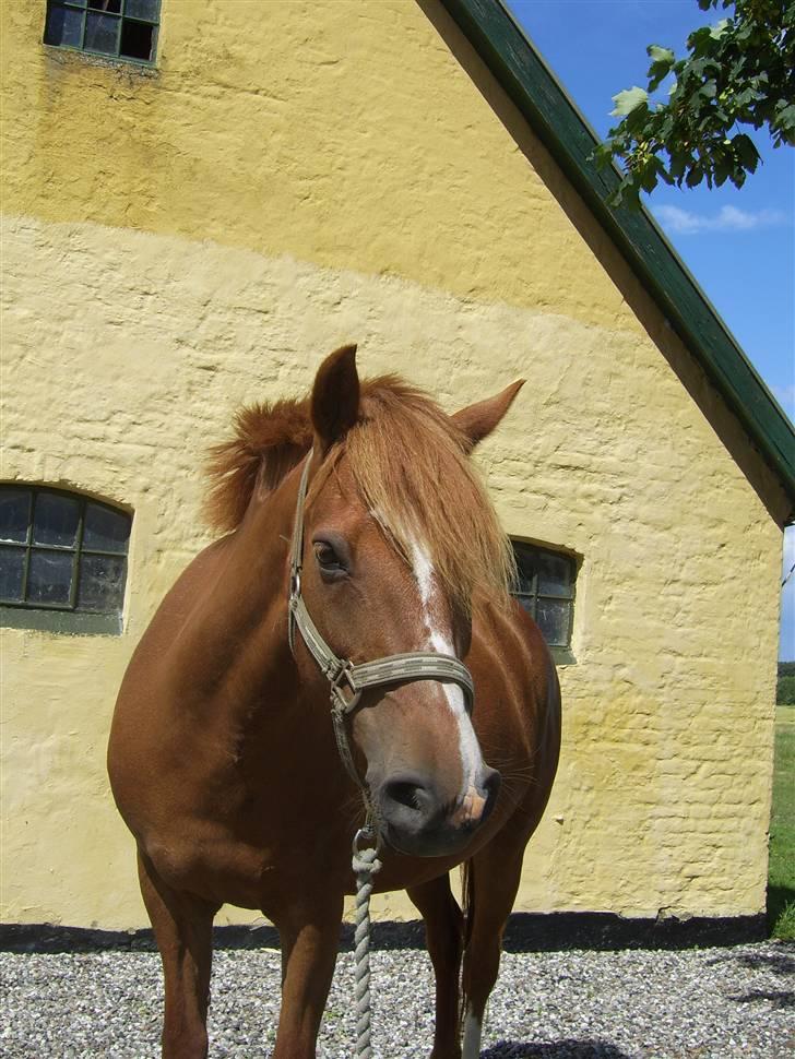 New Forest Kastanjegårdens Fersken - Super billede af Fersken. Sommer 2007 billede 12