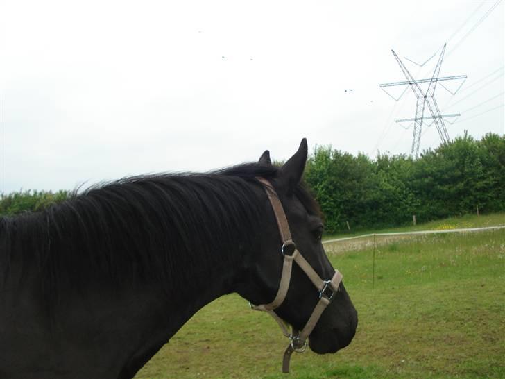 Oldenborg Beautie *Solgt* - hov hvad var det billede 6