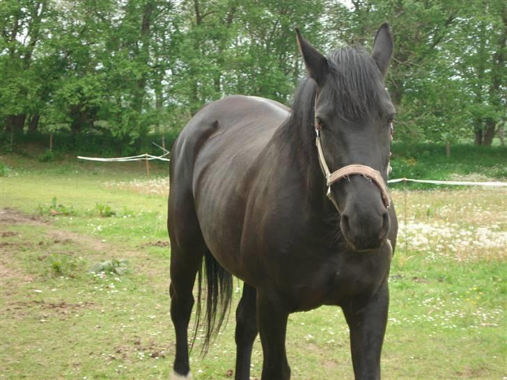 Oldenborg Beautie *Solgt* - på marken billede 7