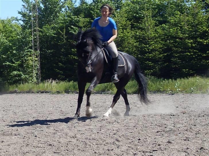 Oldenborg Tyson II R.I.P - galop :D billede 11