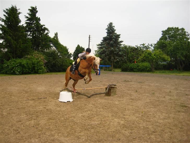 Haflinger Skovfryds mary - <3<3første gang jeg sprang <3<3  billede 9