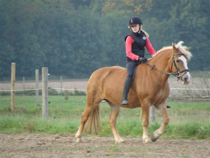 Haflinger Skovfryds mary - En skøn ride tur på bane. <´3 billede 10