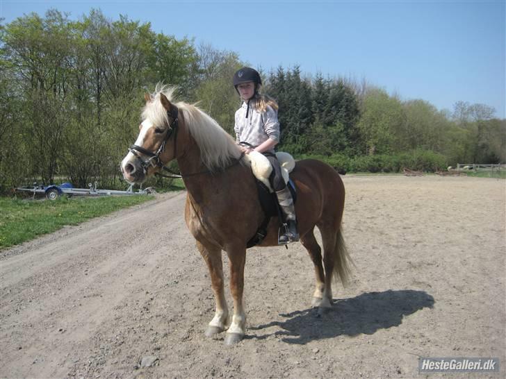 Haflinger Skovfryds mary - mig og mary, før en skøn tur i skoven (: billede 11