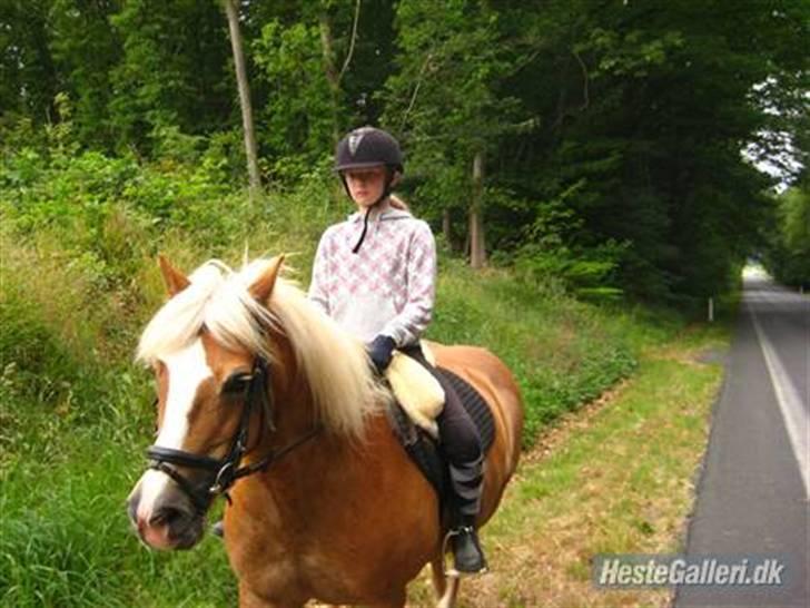 Haflinger Skovfryds mary - VI er lige kommet ud af skoven :P billede 13