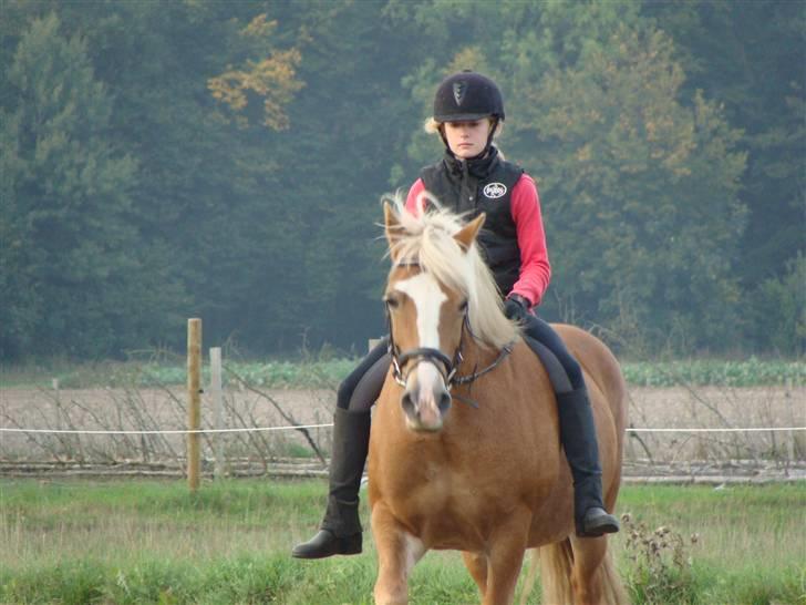 Haflinger Skovfryds mary - du er fan´me den skønneste Pony på banen på hele Bornholm :) Du er bare så fucking ubeskrivelig dejlig billede 17