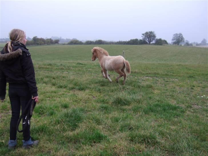 Islænder Freja fra Højbjerg - Galop desvære er hun lidt langt væk. billede 9