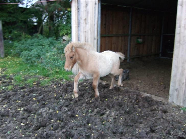 Islænder Freja fra Højbjerg - Uha mudder!!! billede 10