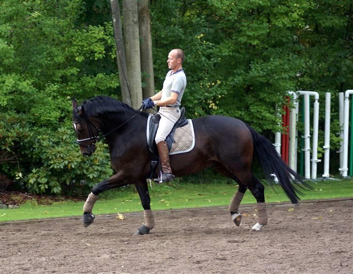 Dansk Varmblod All Right  - all right og morten 20/9-08 billede 5