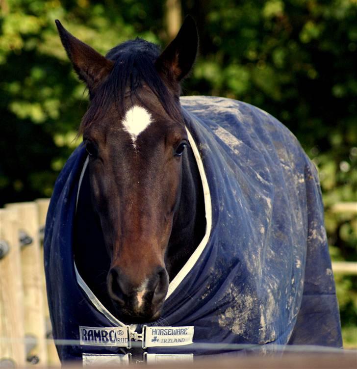 Dansk Varmblod All Right  - Årh hvor er han smuk ;) <3 billede 6